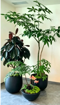 余姚租花卉千套方案-杭州湾花木租摆影响因素-奉化室内植物出租-余姚绿植租赁方案